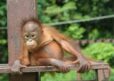 A young female orangutan sitting on a wooden platform between ropes to climb on.