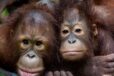 two young orangutans looking at the camera