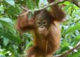 A young female orangutan climbing between tree branches in the rainforest.