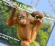 Climbing Lessons Gifts for Orangutans 2025