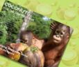 Coconuts Gifts for Orangutans 2025