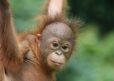 A young orphaned female orangutan hanging from rope by her arms