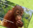 Fruit Gifts for Orangutans 2025