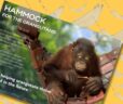 Hammocks Gifts for Orangutans 2025
