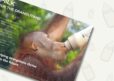 Milk Gifts for the orangutans
