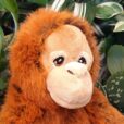 Orangutan plush toy face side on