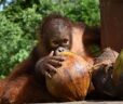 Orangutan with coconuts
