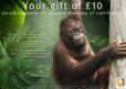 Your gift of 10 could restore rainforest