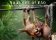 Your gift of 40 could provide a climbing lesson