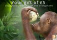 Your gift of 5 could buy coconuts