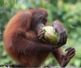 Coconut enrichment gift for orangutans at Sepilok