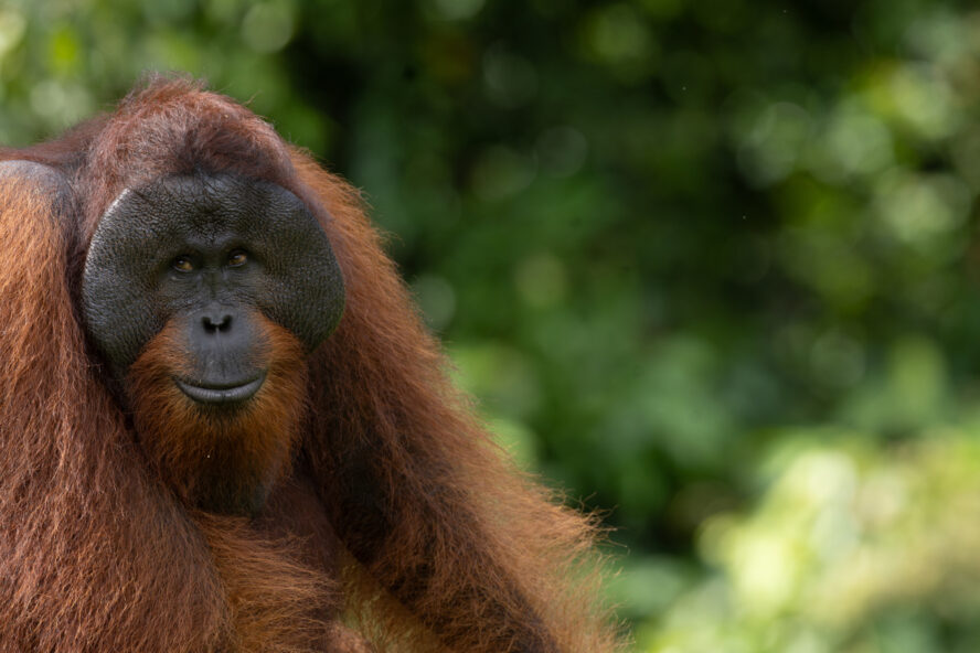 Adult male orangutan at Sepilok