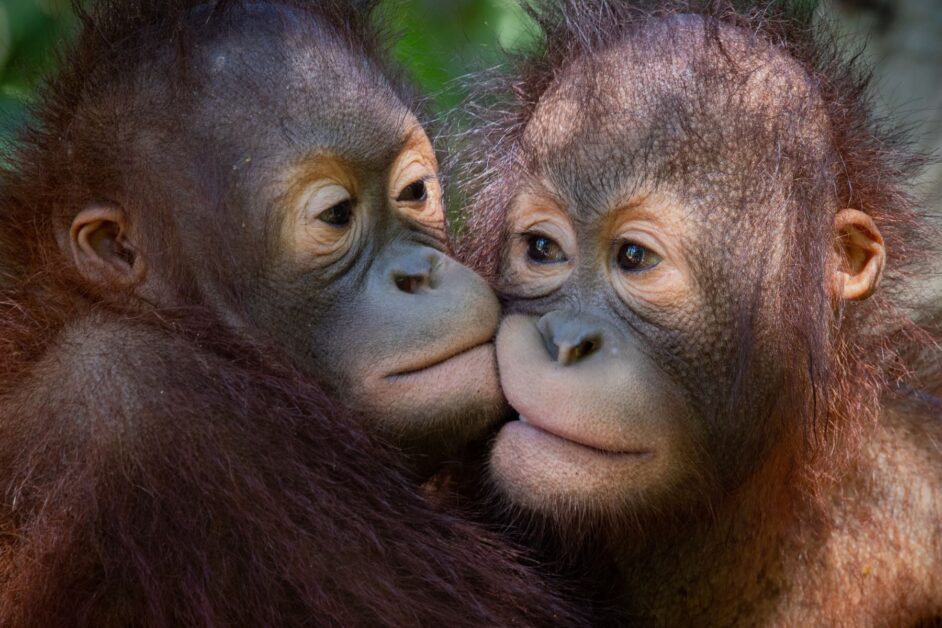 two young orangutans holding each other