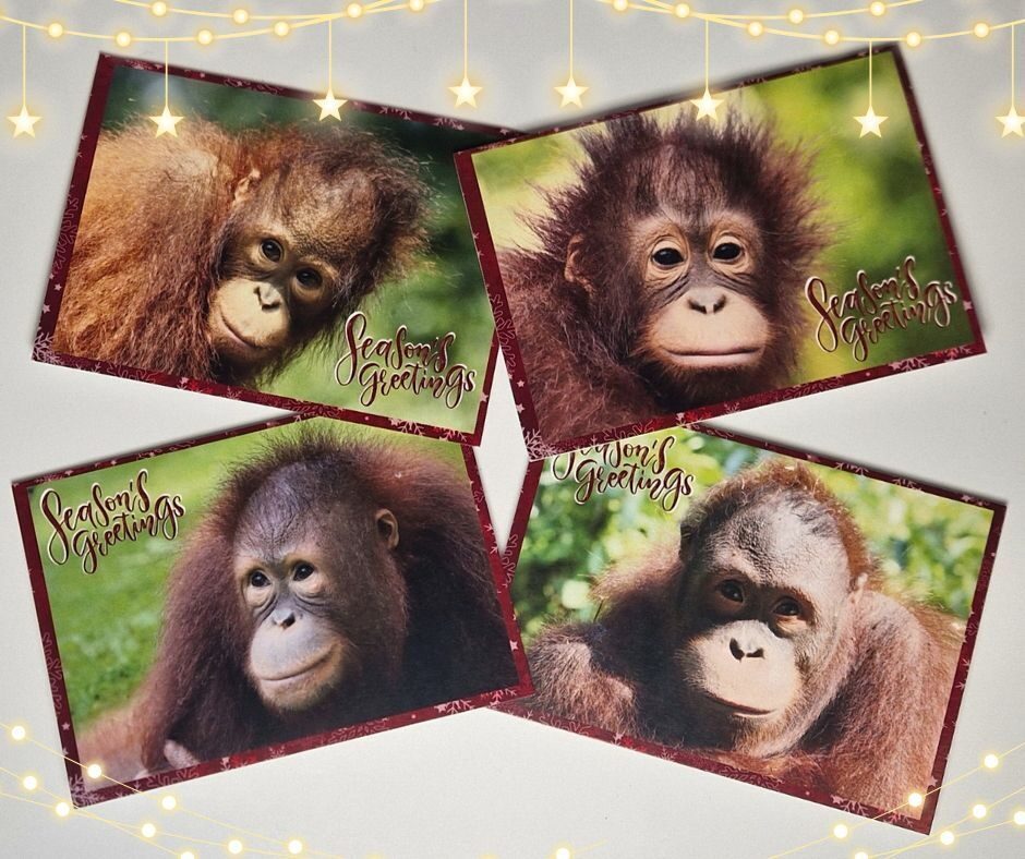 Christmas cards 4 designs showing two infant orangutans and two adult orangutans with one on each card
