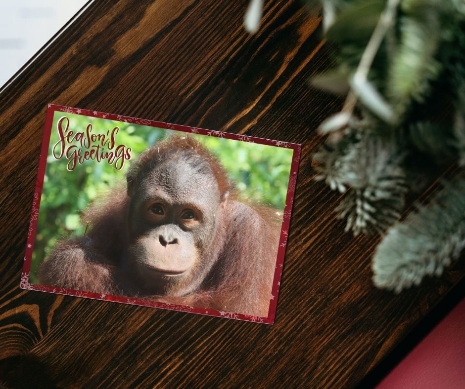 Christmas cards - Archie