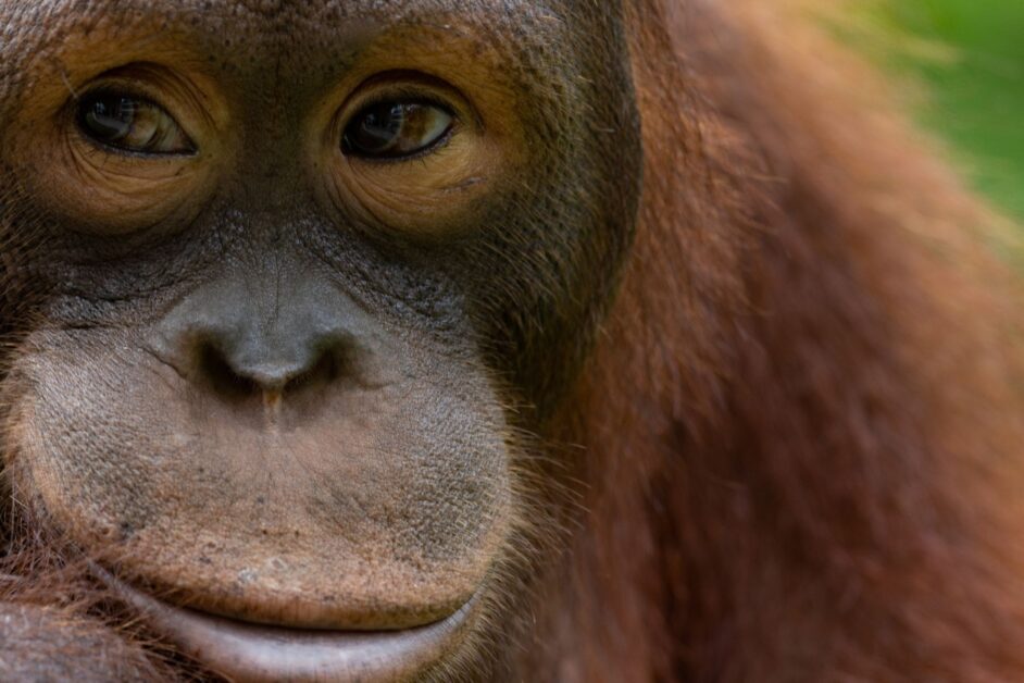 adult male orangutan