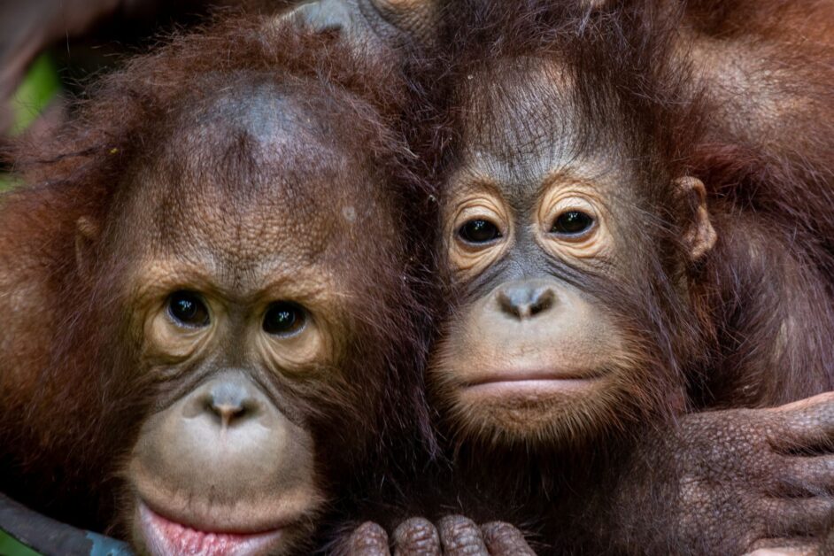 two young orangutans looking at the camera