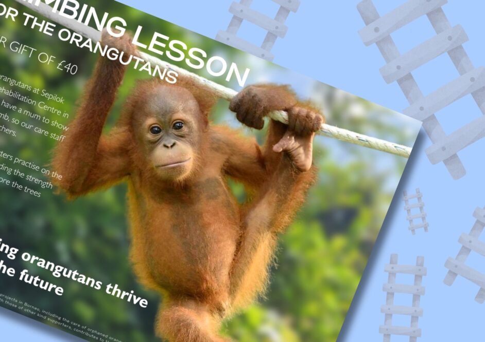 Climbing Lesson Gifts for the orangutans