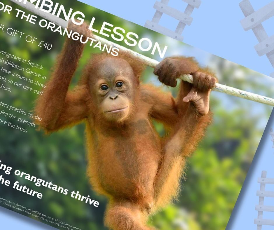 Climbing Lessons Gifts for Orangutans 2025