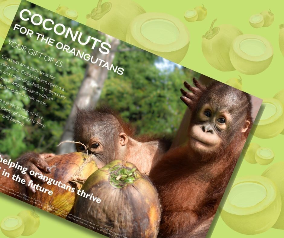 Coconuts Gifts for Orangutans 2025