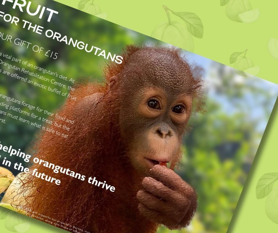 Fruit Gifts for Orangutans 2025