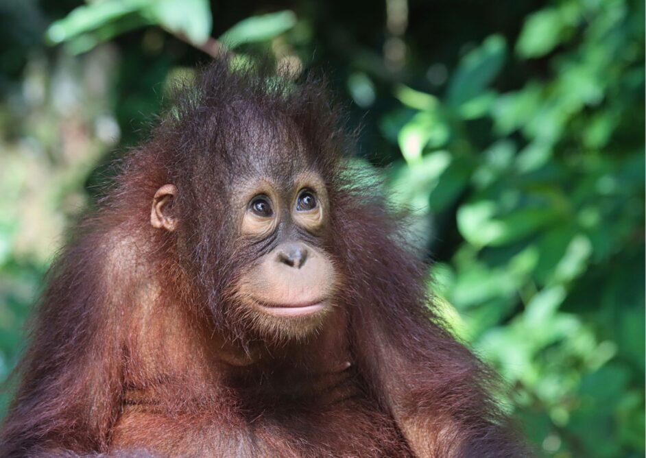 Young female Bornean orangutan in the rainforest smiling