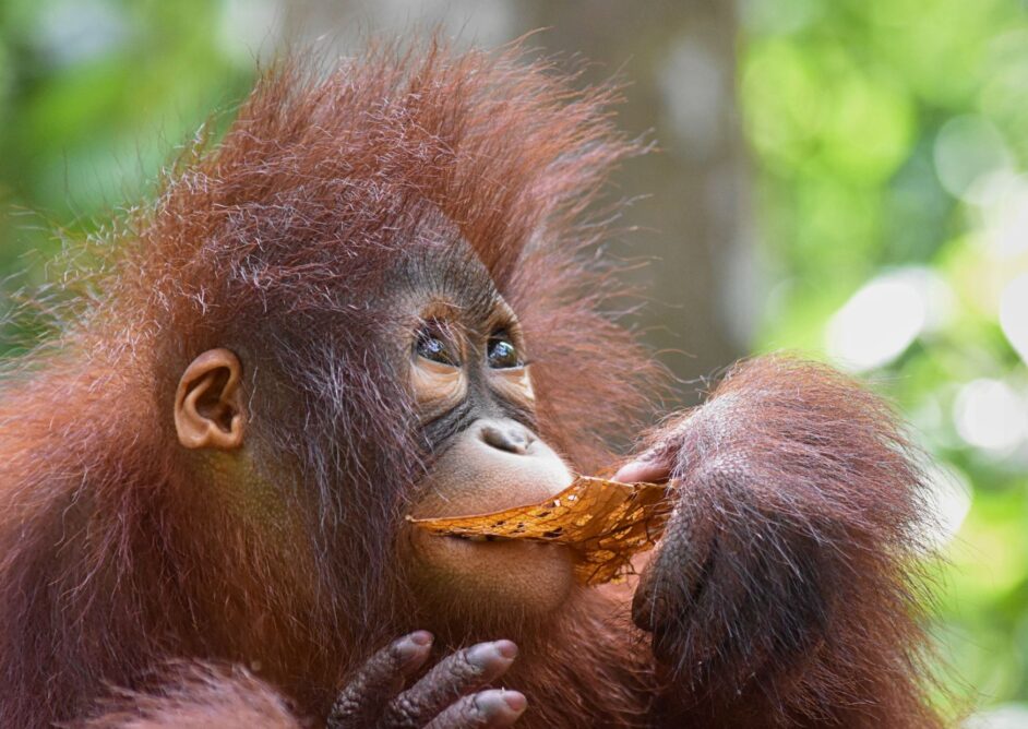 Young female Bornean orangutan in the rainforest