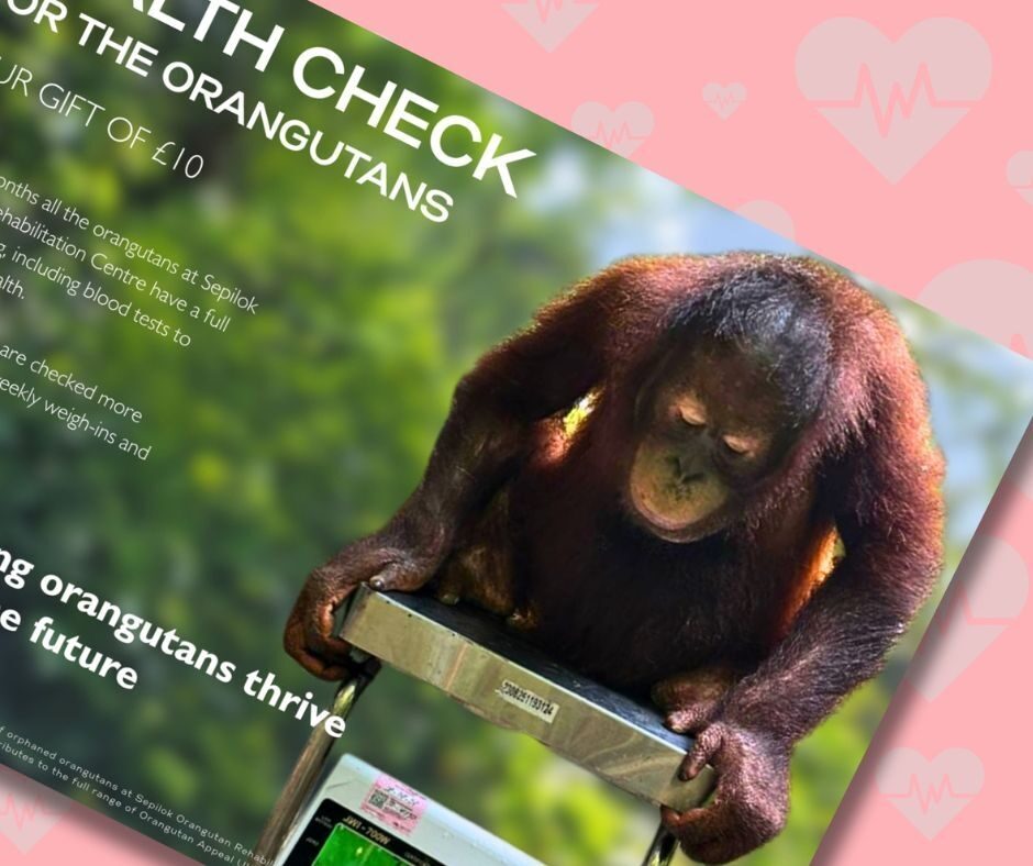 Health Checks Gifts for Orangutans 2025