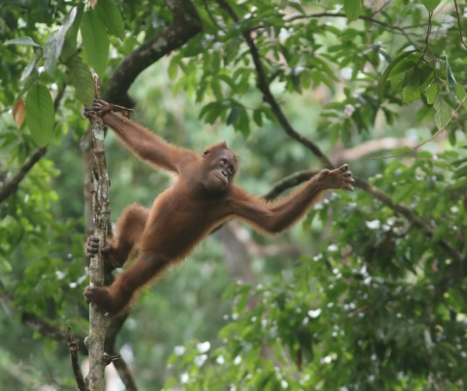 Joss Rainforest Restoration