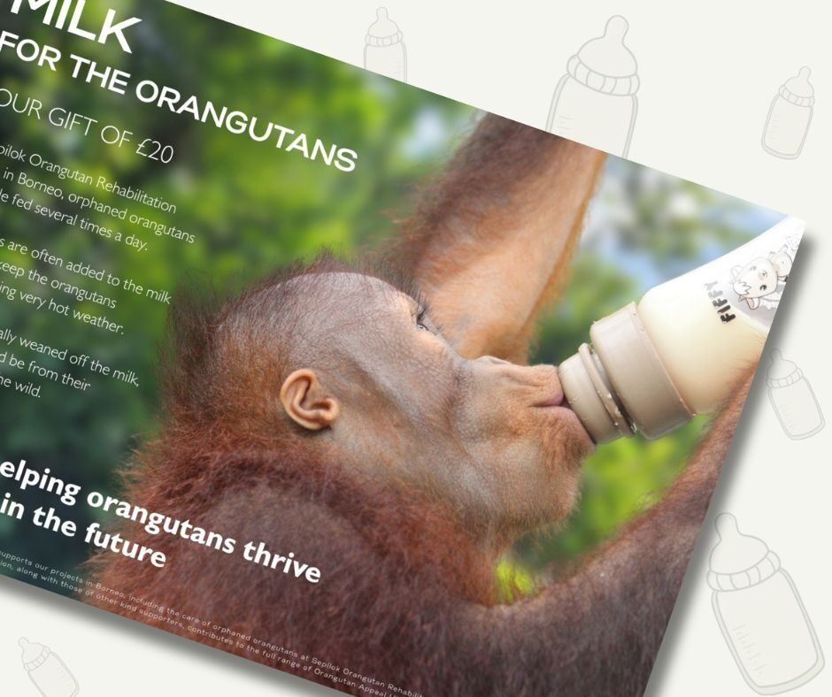 Milk Gifts for Orangutans 2025