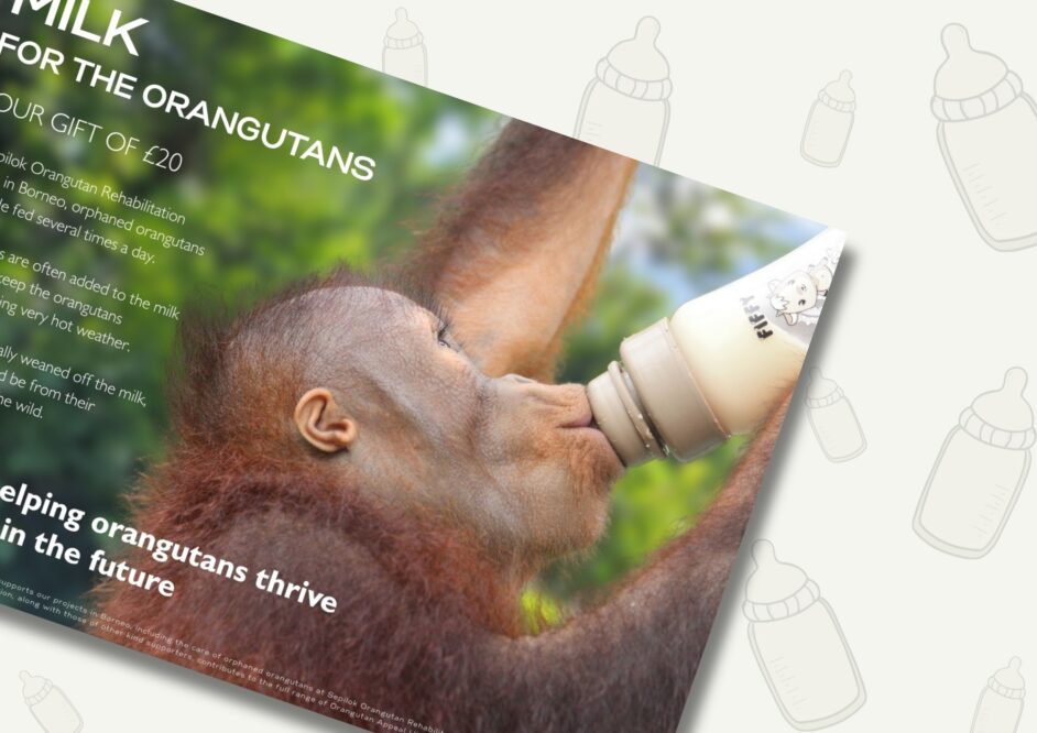 Milk Gifts for the orangutans