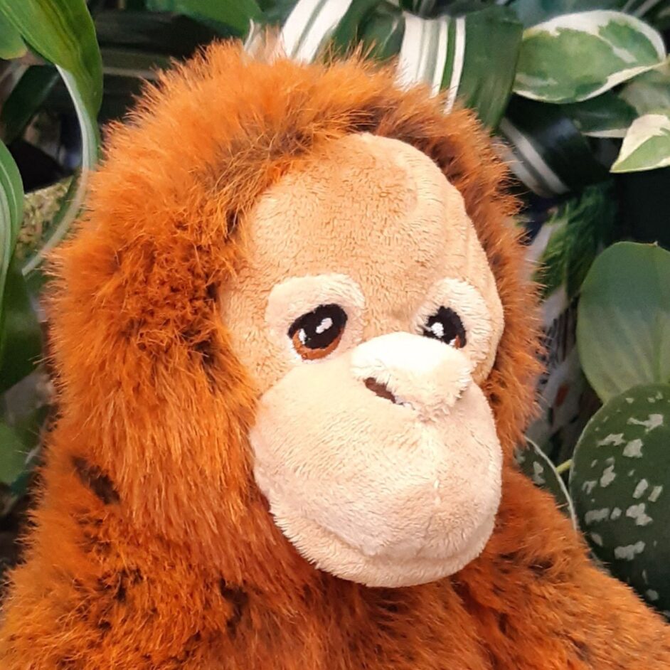 Orangutan plush toy face side on
