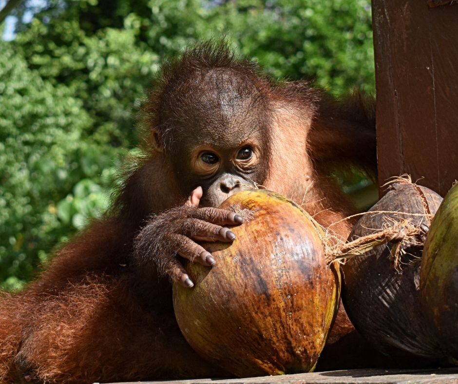Orangutan with coconuts