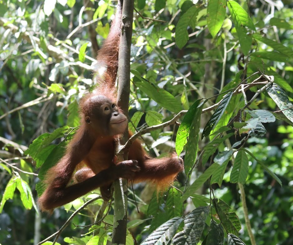 Tombilina Rainforest Restoration
