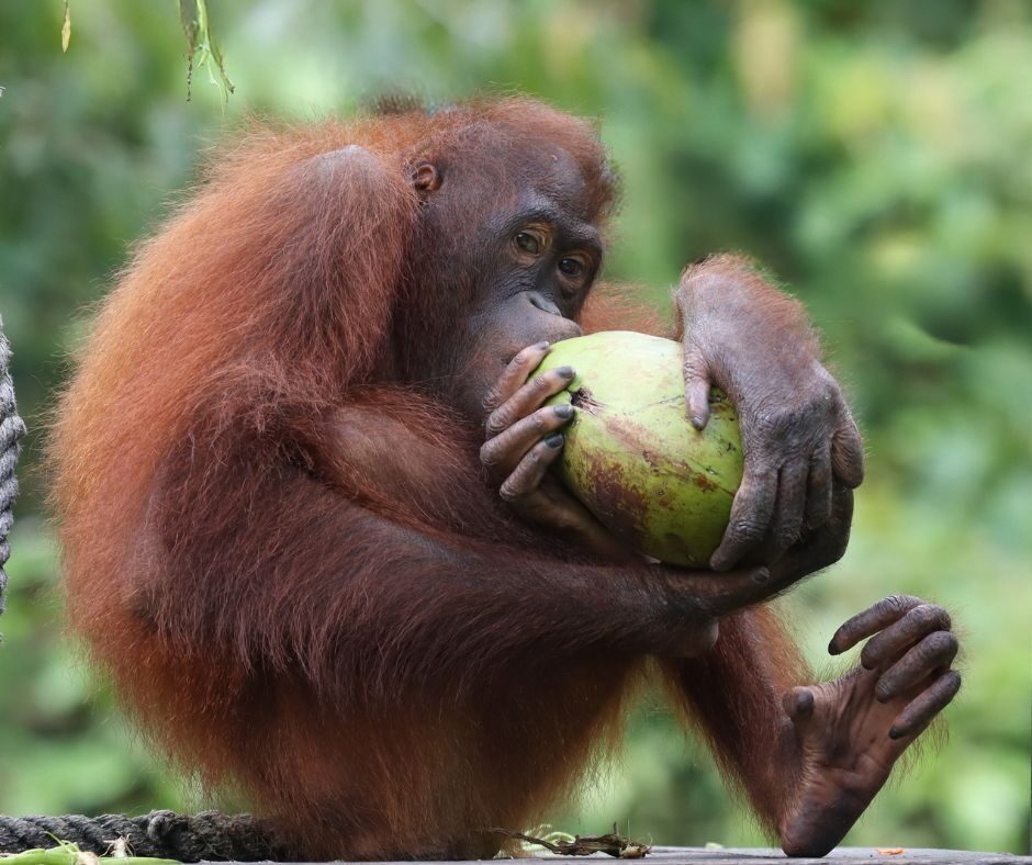 Coconut enrichment gift for orangutans at Sepilok