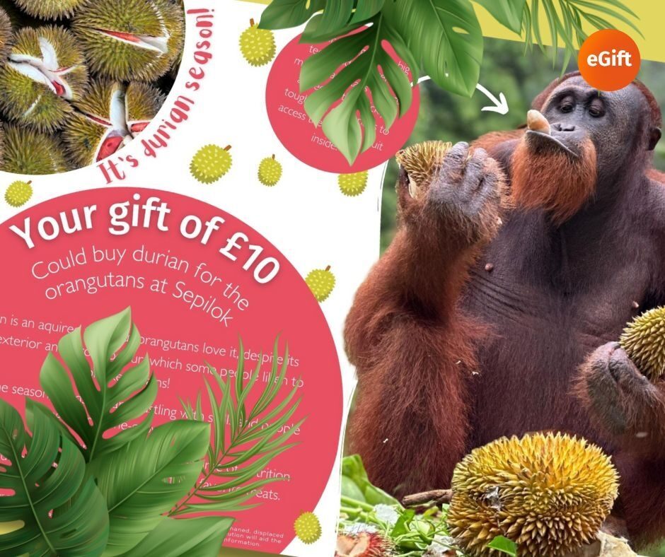 Sample of durian gift for the orangutans certificate with a orangutan eating durian.