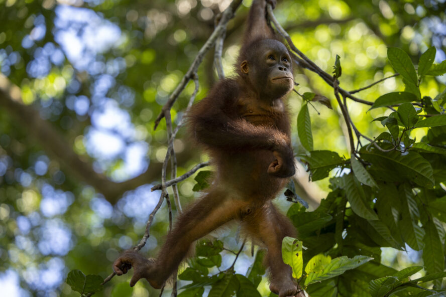 A young orphaned orangutan hanging from a branch in a forest