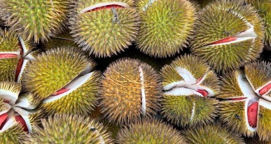 Spikey green durian's cracked open revealing red and white insides.