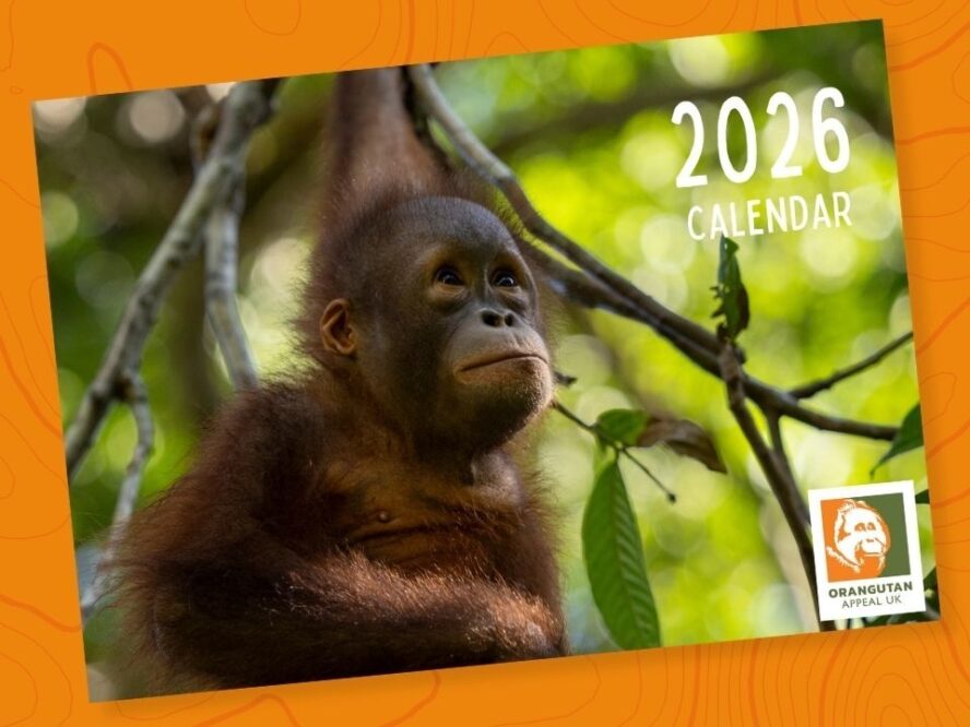 2026 calendar on orange background