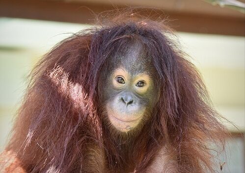 Young male orangutan rescued from plantation.