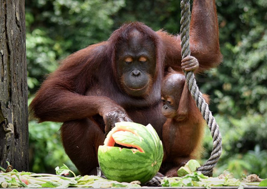 A mother orangutan and her baby eating watermelon.