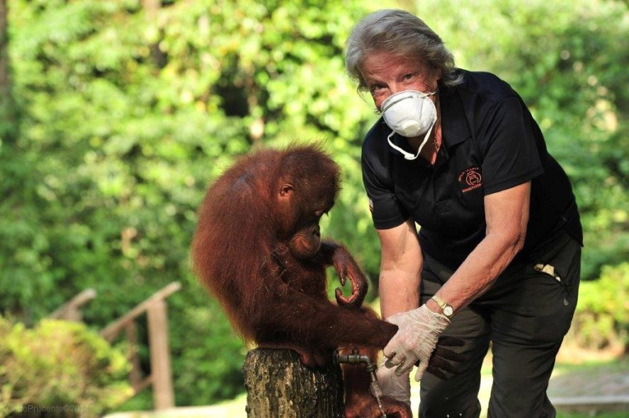 A woman bending down next to an orangutan.