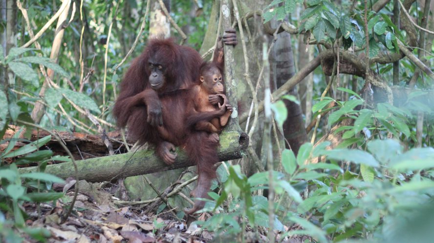A female orangutan and her infant orangutan sit on top of a branch in the rainforest.