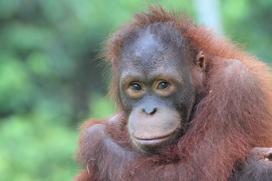 A male orangutan staring at the camera with arms crossed.