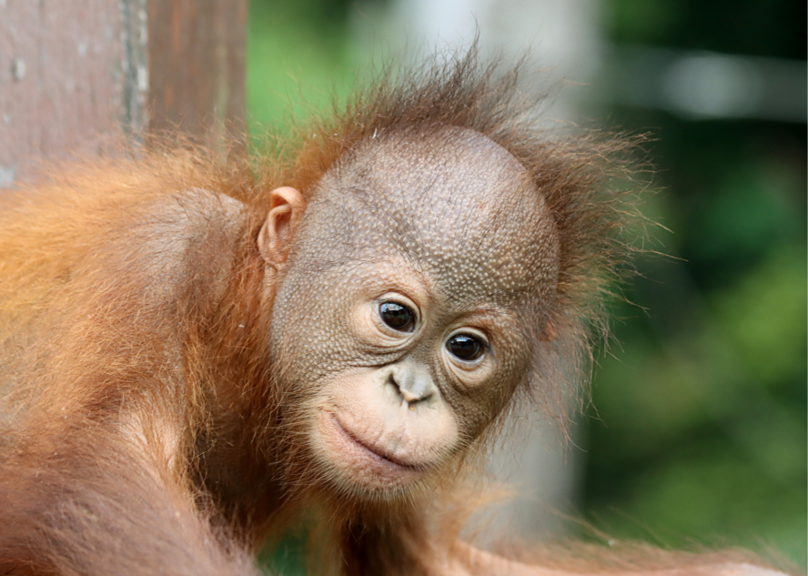 Young orphaned orangutan Agop staring right into the camera with green rainforest in the background.