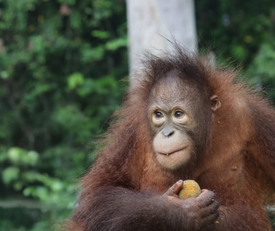 Agop eating Mata Kiching F Ruit