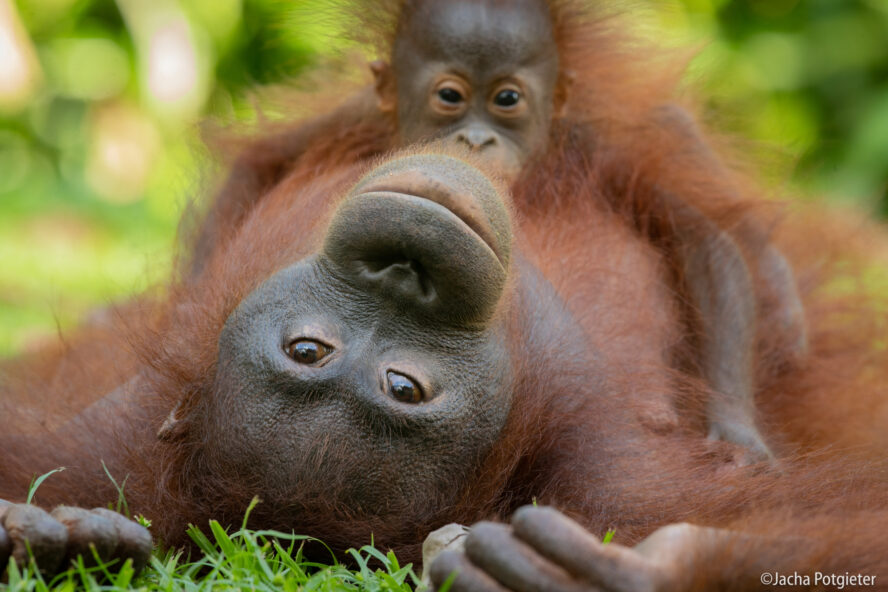 Orangutan mother and infant at Sepilok.