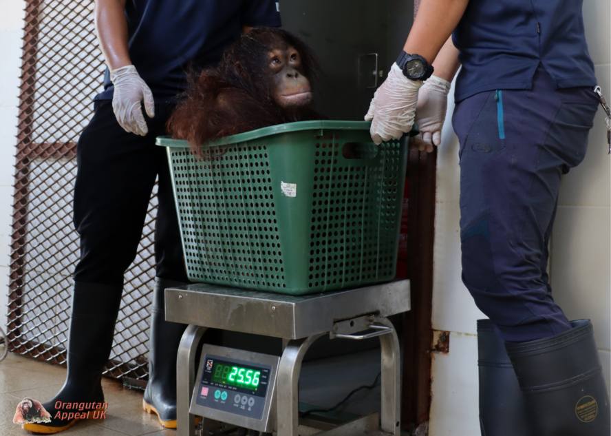Orangutan in a basket which sits on top of a scale so it can be weighed.
