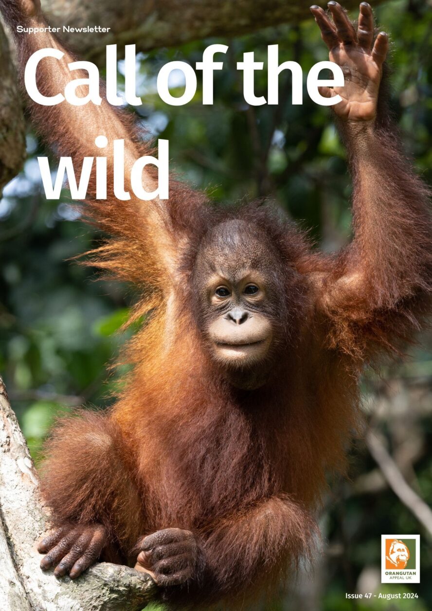 Newsletter 47 cover photo of a young orangutan hanging from a tree branch.