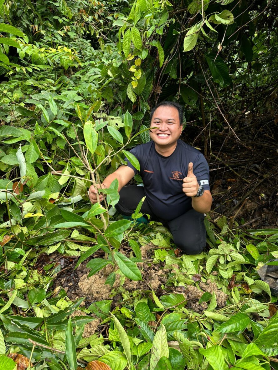 Man kneeling next to newly planted ficus tree at Sepilok